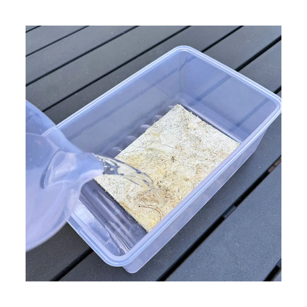 Sphagnum Moos Ziegel Wasser