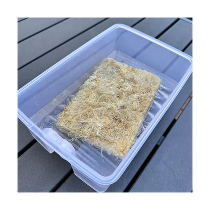 Sphagnum Moos Ziegel - für Schlafhöhlen von Schildkröten