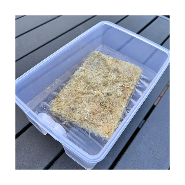 Sphagnum Moos Ziegel - für Schlafhöhlen von Schildkröten