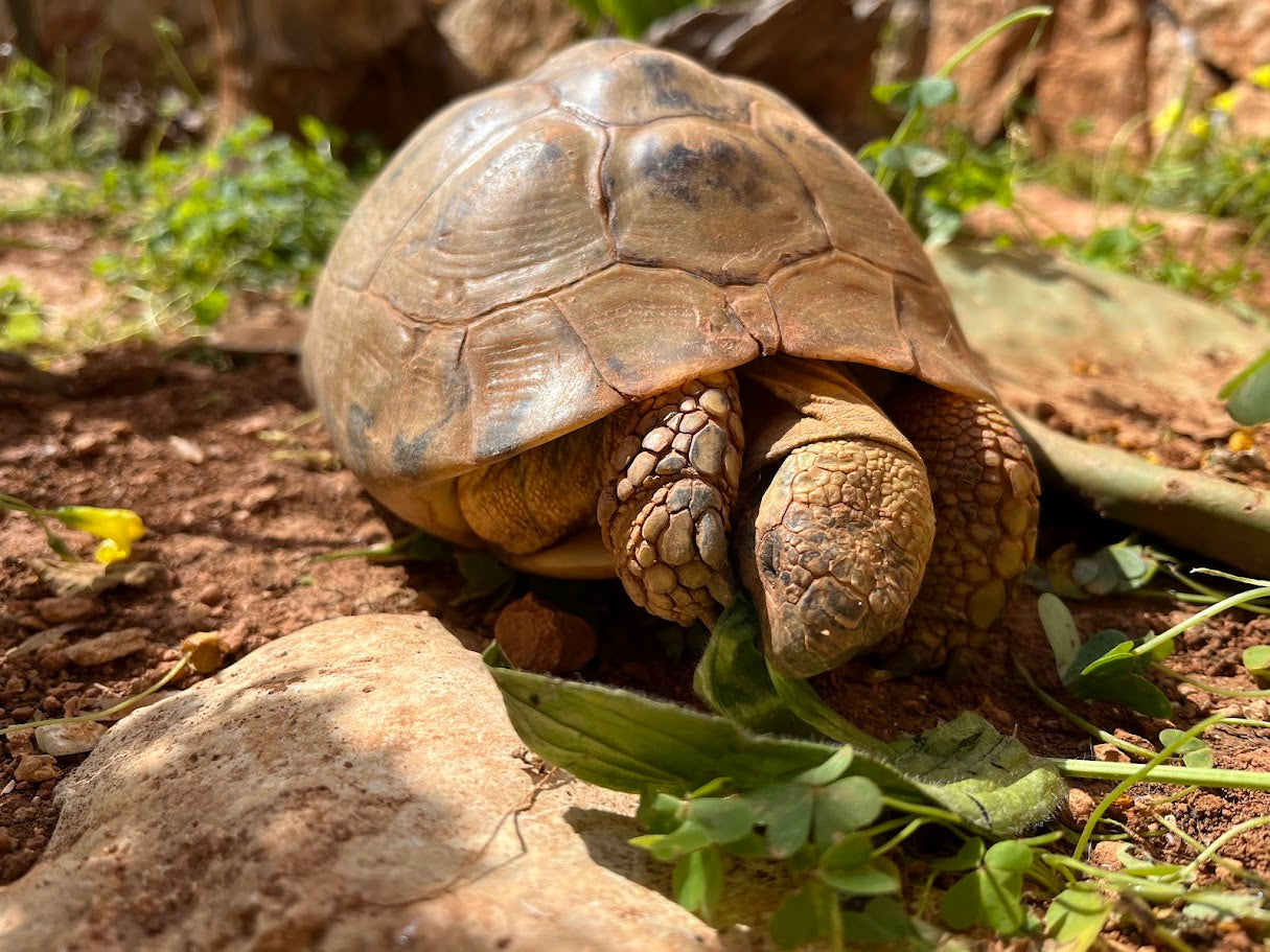 Spitzwegerich ist eine optimale Futterpflanze für Schildkröten