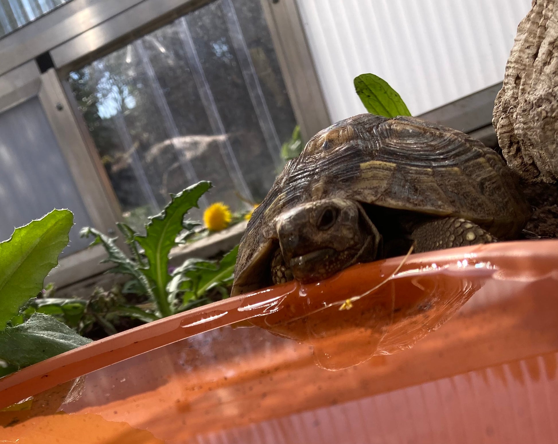 Wasserschale für Landschildkröte