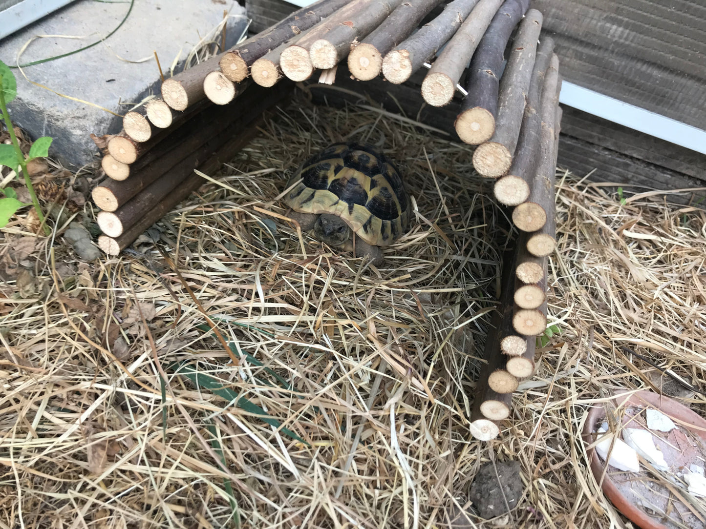 Weidenbrücke für Schildkröten