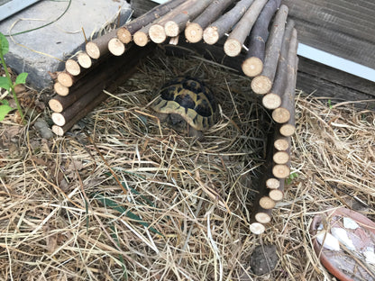 Weidenbrücke für Schildkröten