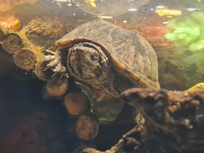 Weidenholzbrücke als Landteil für Wasserschildkröte
