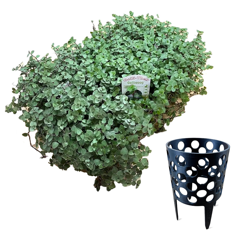 Golliwoog® (Callisia repens) - DIE Futterpflanze für Schildkröten