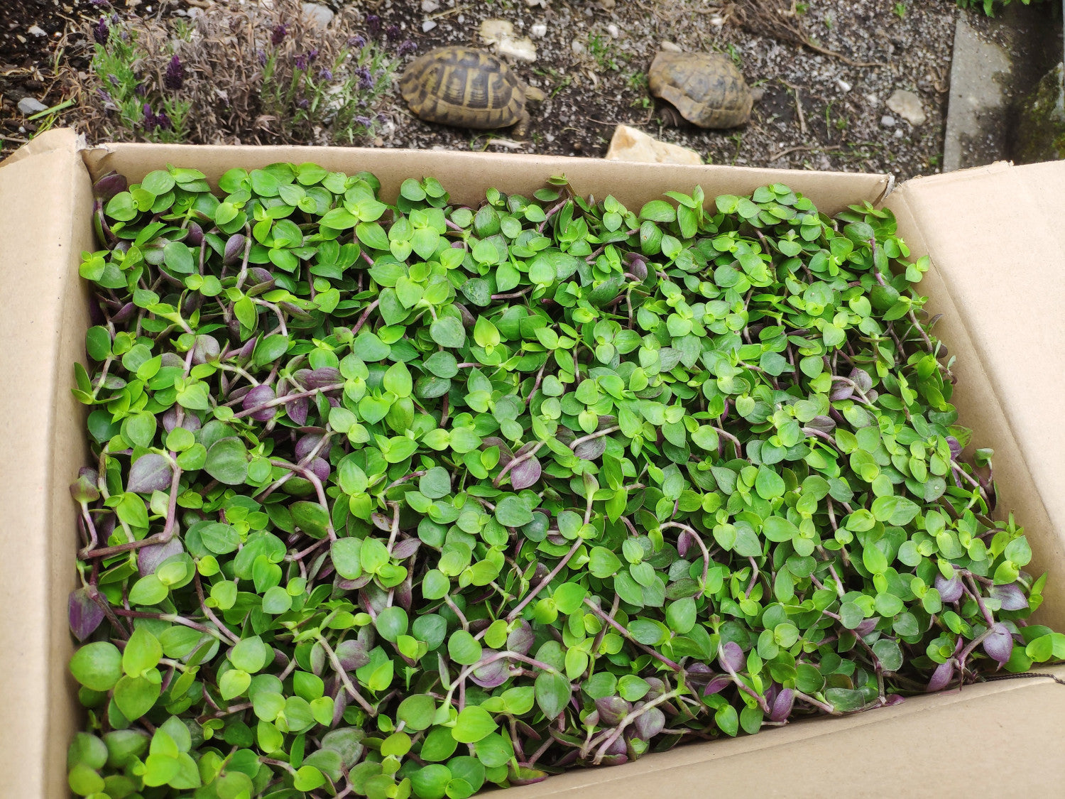 6er Karton Golliwoog