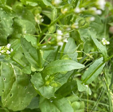 Acker-Hellerkraut - Thlaspi arvense
