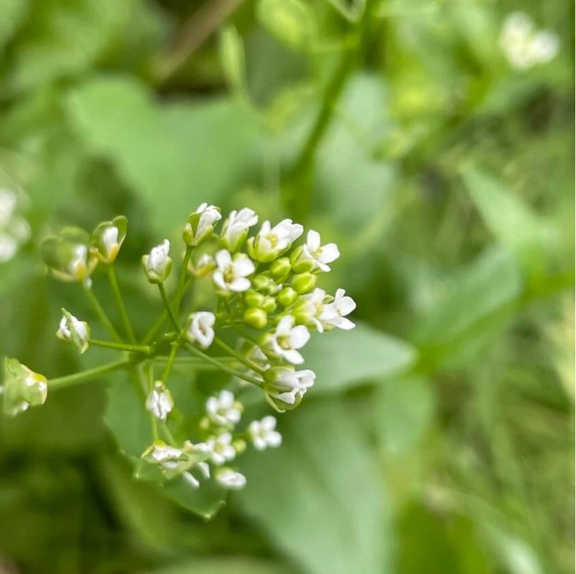 Ackerhellerkraut