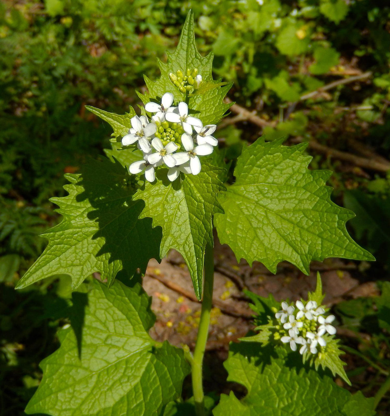 Alliaria petiolata