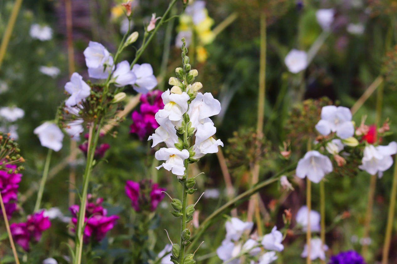 Antirrhinum majus nanum - Blüten oder Blätter für Schildkröten
