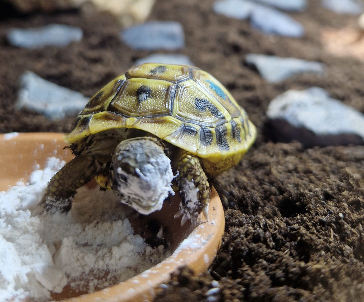 Babyschildkröte frisst Algenkalk