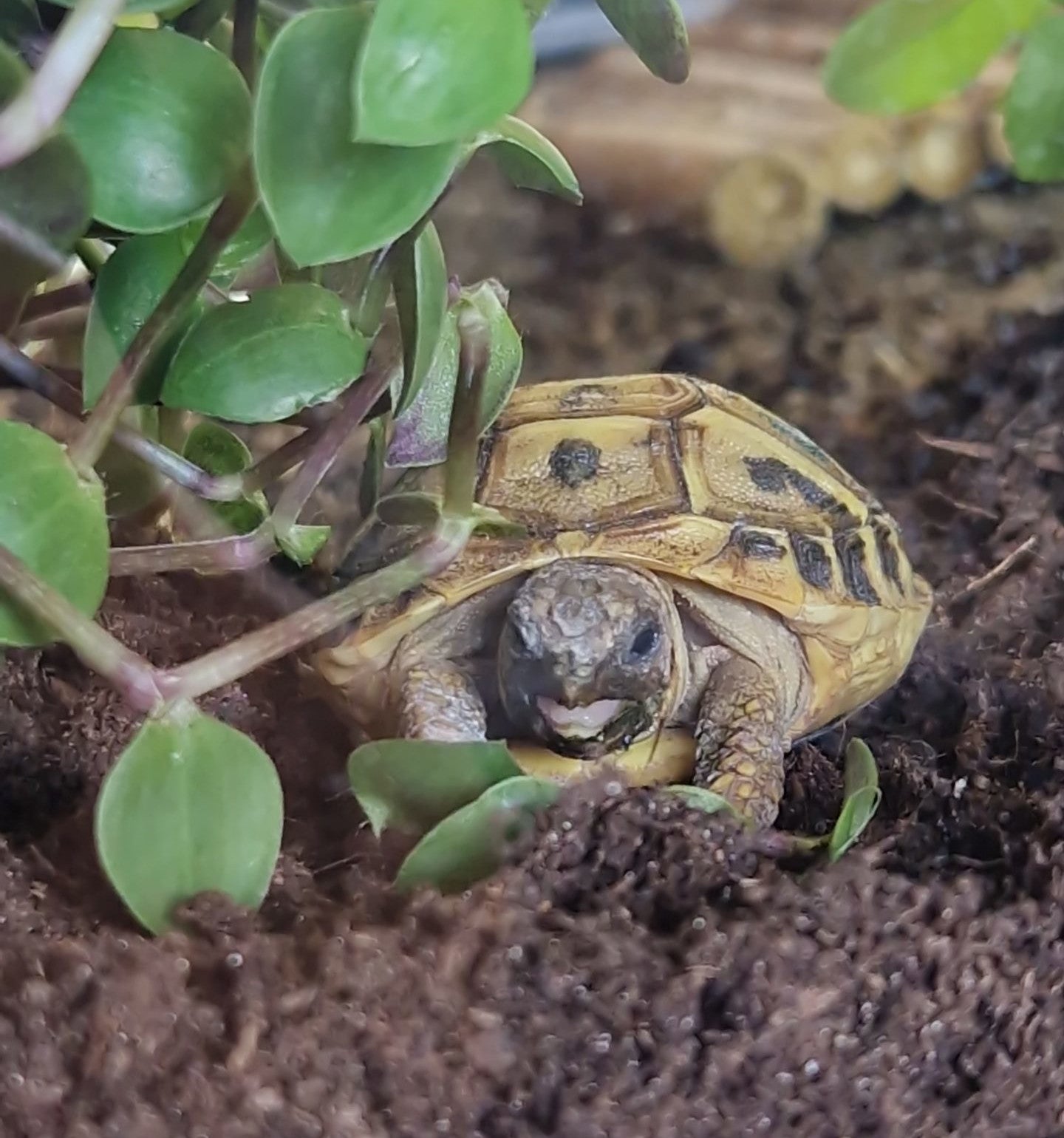 Babyschildkröte frisst Golliwoog
