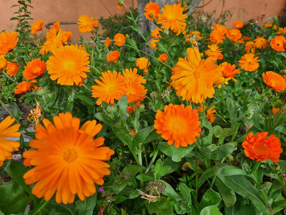 Blätter der Ringelblume