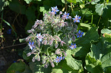 Borretsch - Borago officinalis
