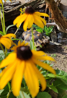 Breitrandschildkröte (Testudo marginata) mit Gelber Sonnenhut