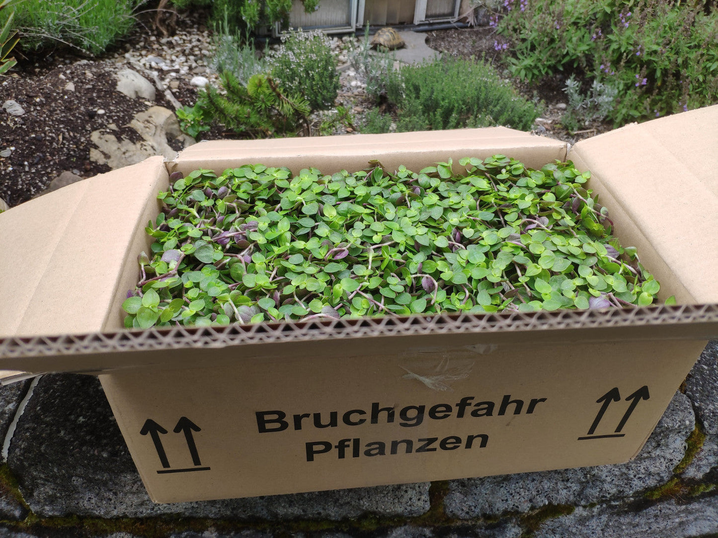 Bruchgefahr Golliwoog-Pflanzen