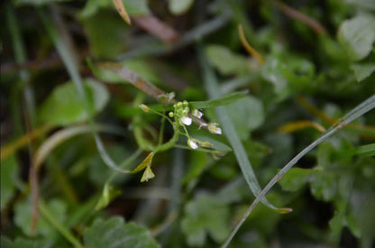 Capsella bursa pastoris