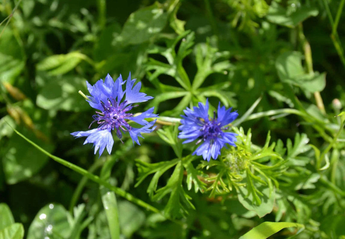 Centaurea cyanus