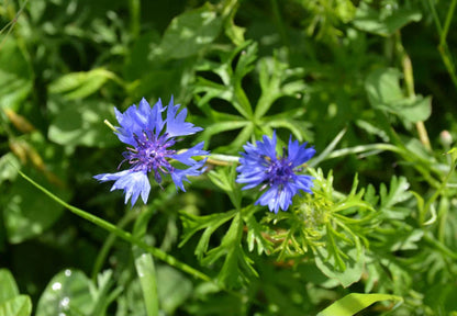 Centaurea cyanus