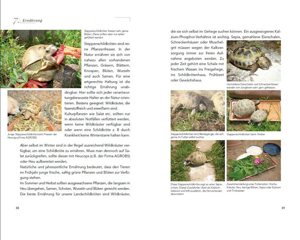 Die Haltung der Steppenschildkröten Agrionemys horsfieldii - Ernährung