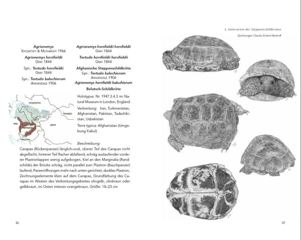 Die Haltung der Steppenschildkröten Agrionemys horsfieldii - Unterarten der Steppenschildkröten