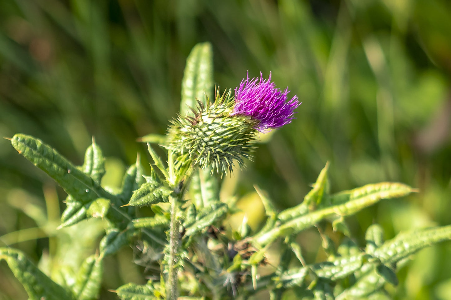 Distel als Schildkrötenfutter