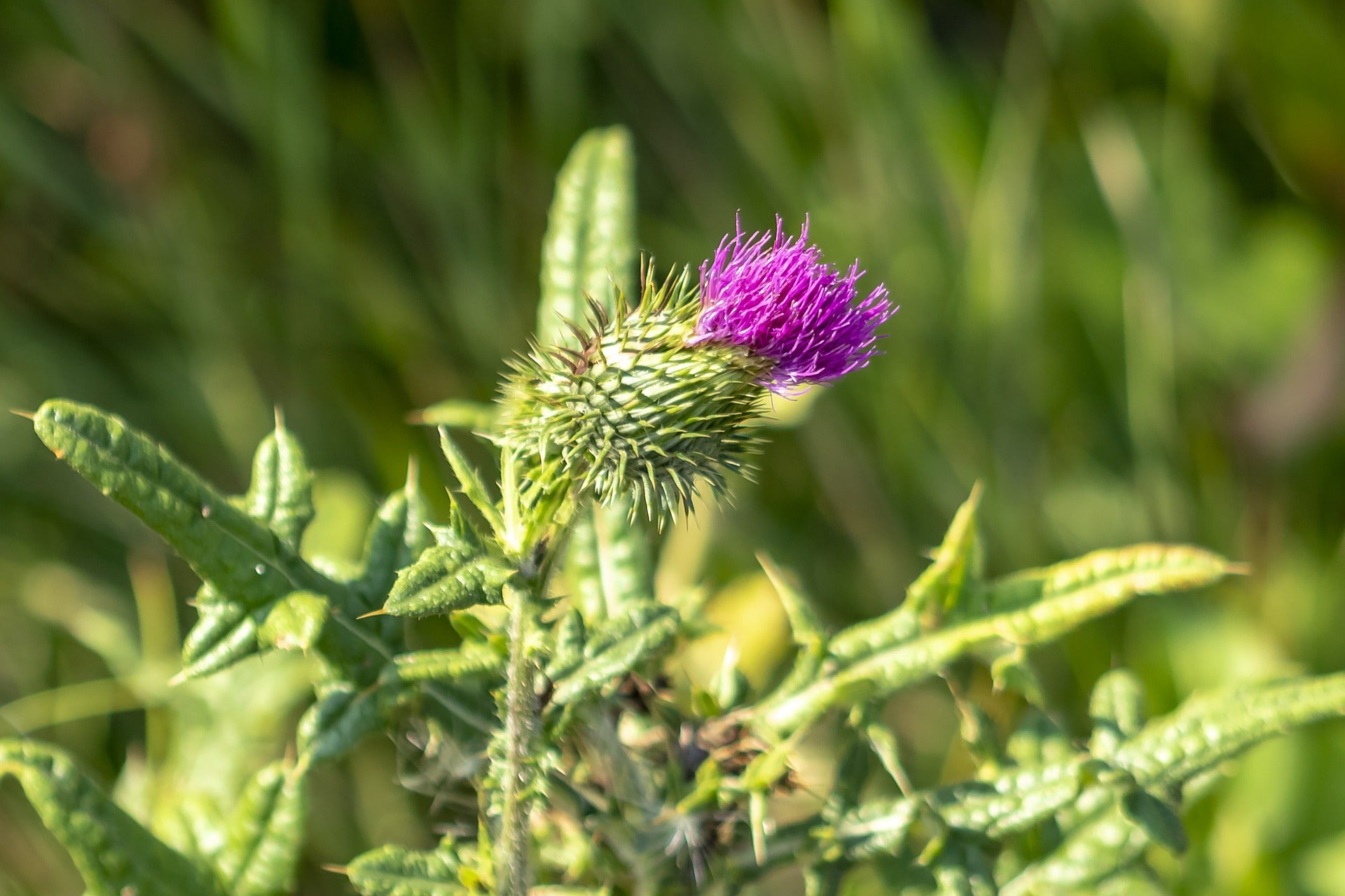 Distel als Schildkrötenfutter