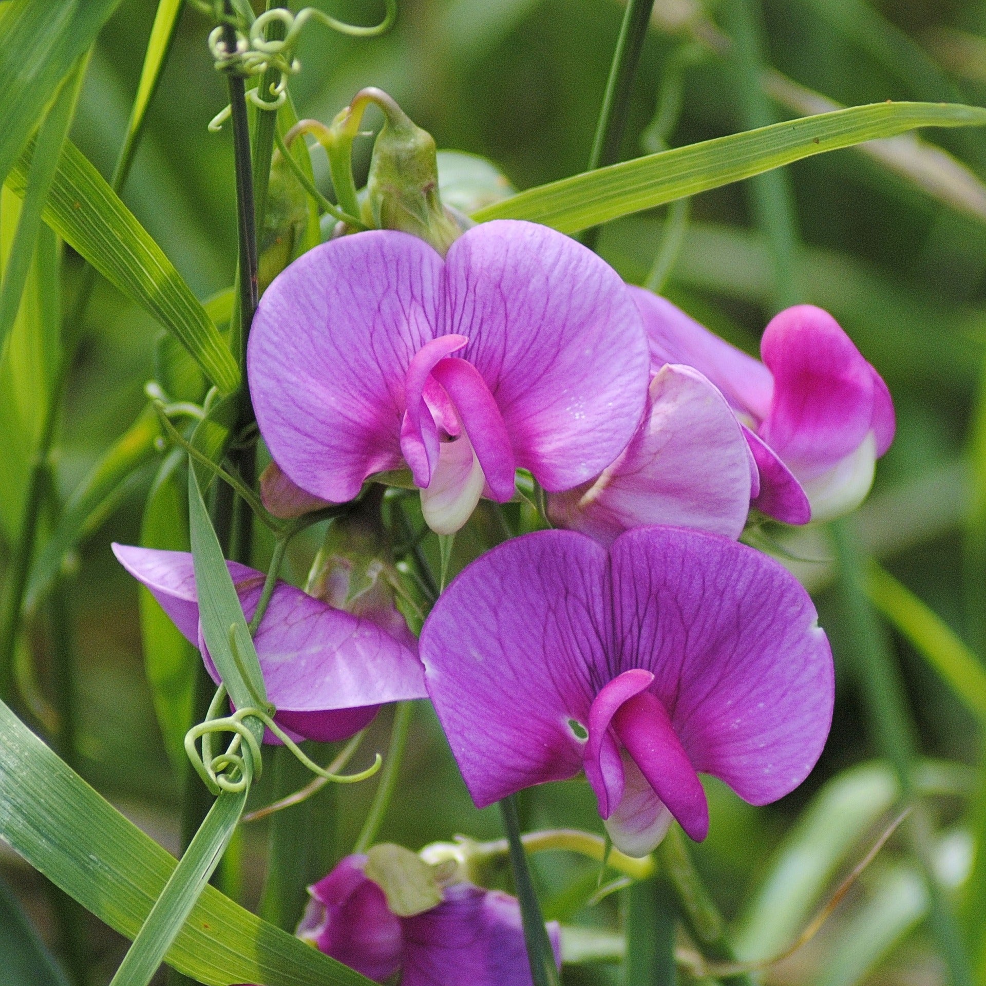 Duftende Platterbse, Lathyrus odoratus - Futterpflanze für Landschildkröten