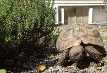 Echter Thymian im Schildkröten Freigehege