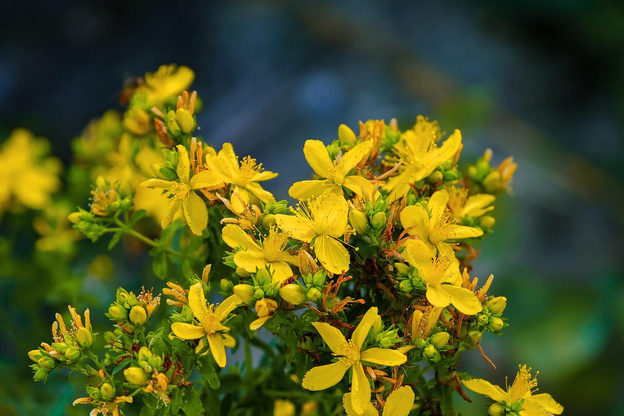 Echtes Johanniskraut - Hypericum perforatum