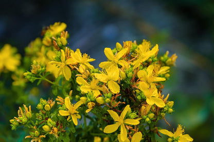 Echtes Johanniskraut - Hypericum perforatum