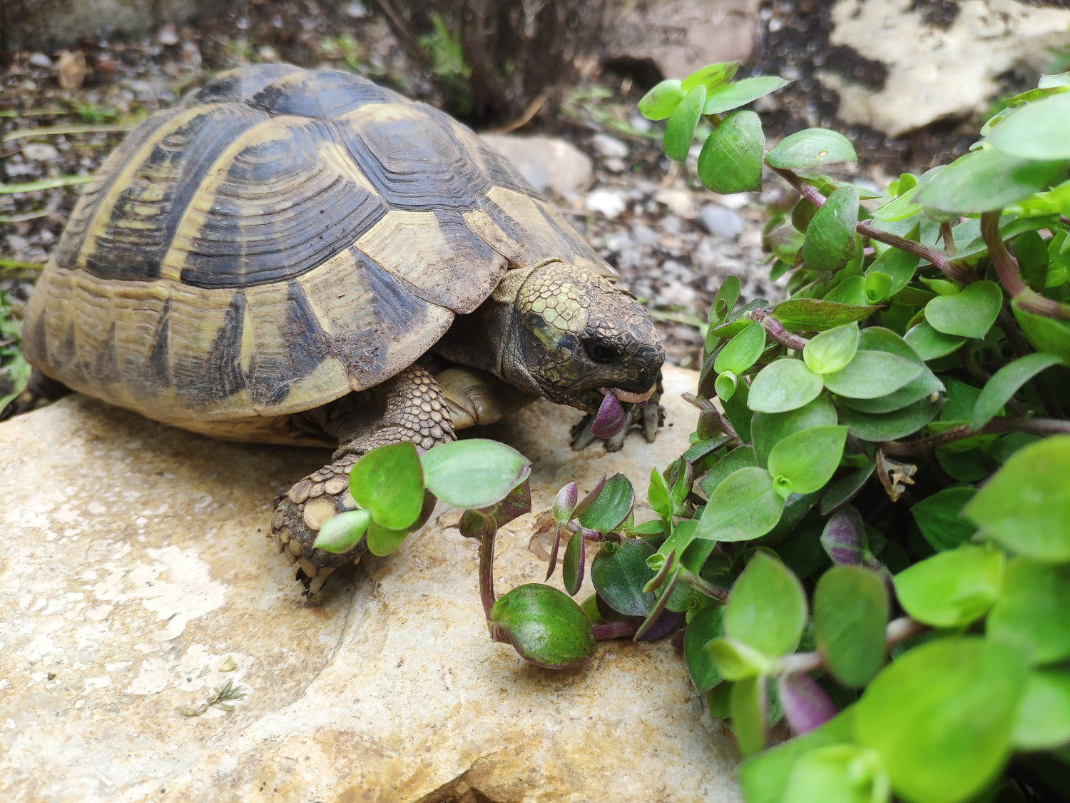Eine ideale Landschildkröten-Futterpflanze