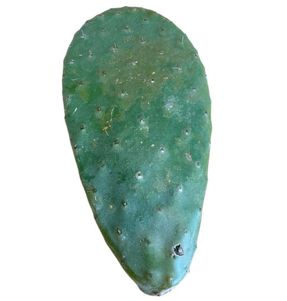 Opuntia