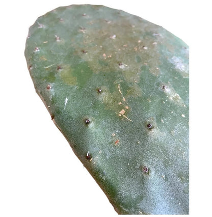 Feigenkaktus Blätter