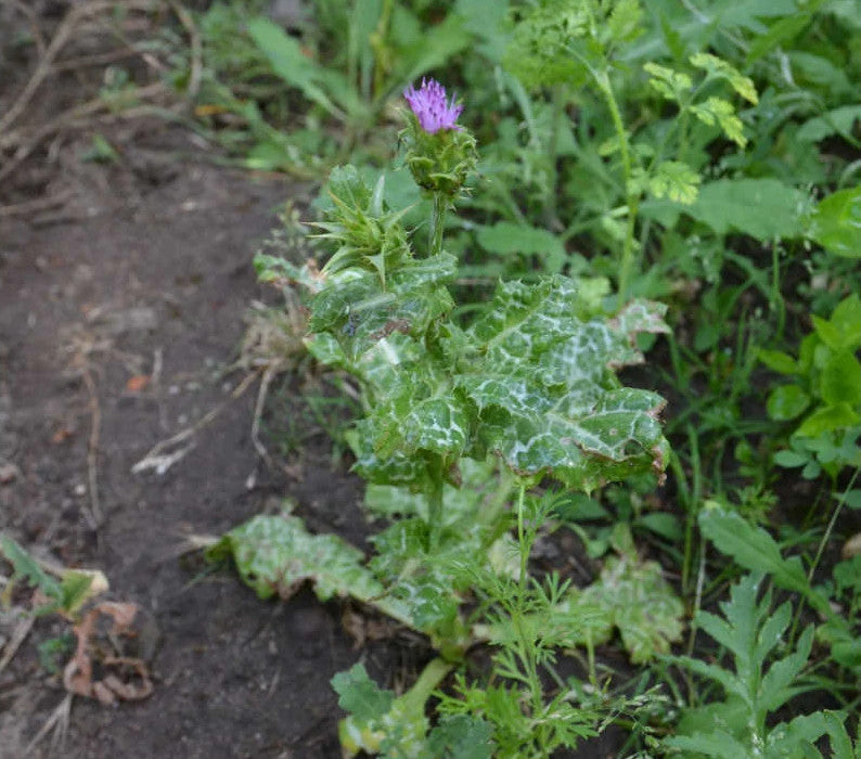 Frauendistel als Futter für Landschildkröten