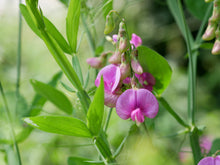 Futterwicke - Schildkröten Futterpflanze