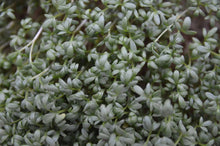 Gartenkresse - Lepidium sativum