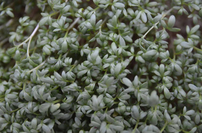 Gartenkresse - Lepidium sativum
