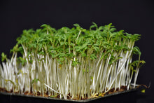 Gartenkresse für Schildkröten