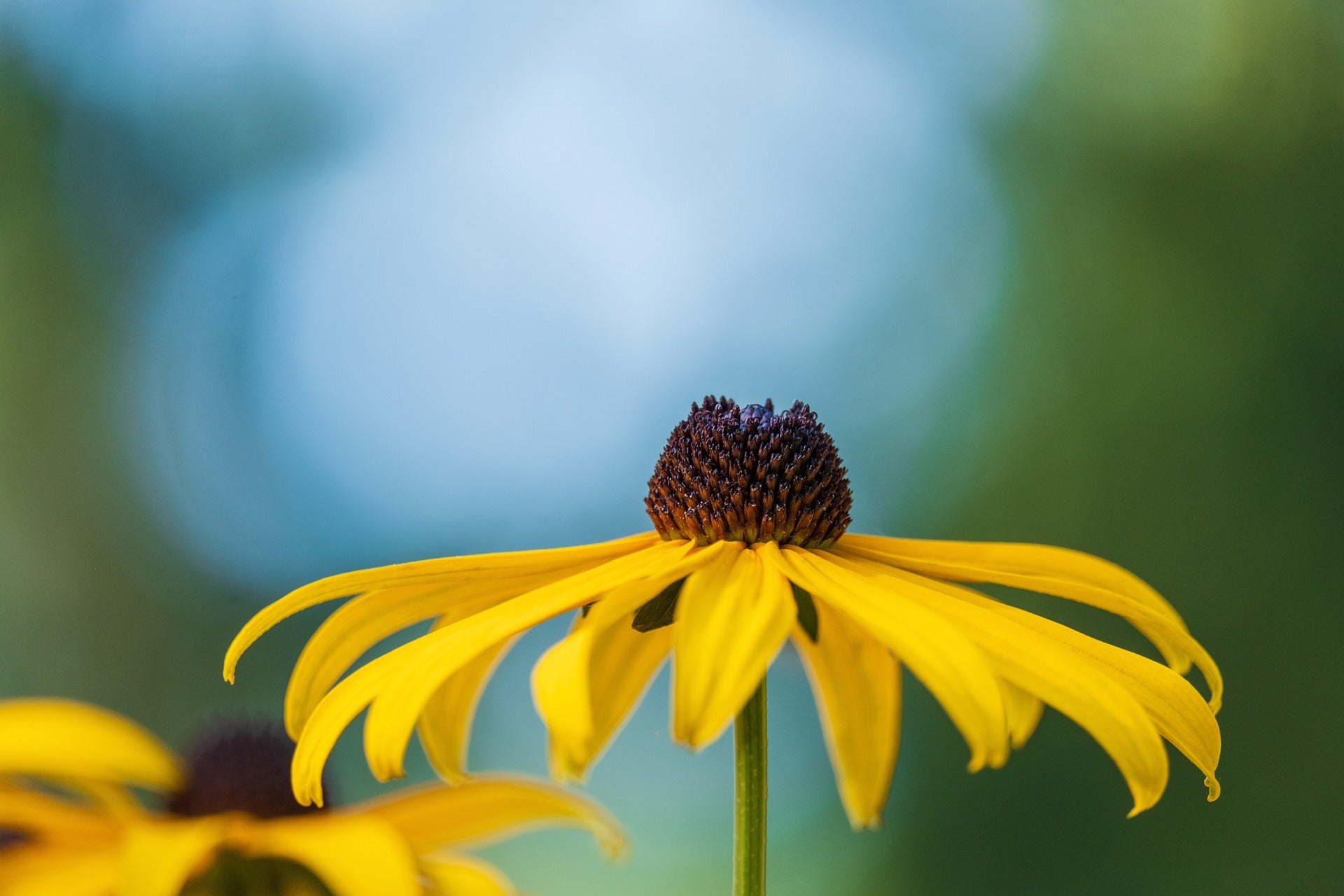 Gelber Sonnenhut - Futterpflanze für Landschildkröten