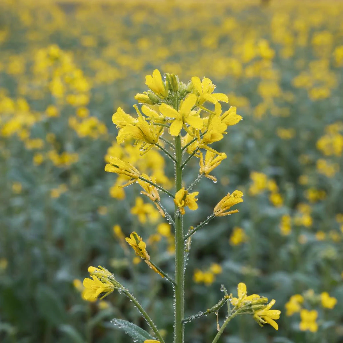 Gelbsenf für Schildkröten