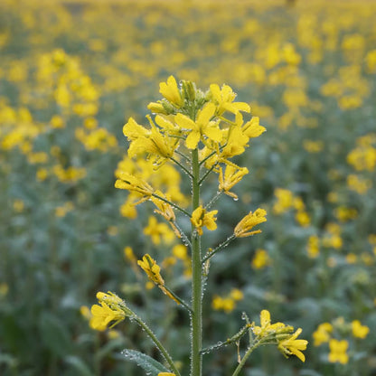 Gelbsenf für Schildkröten