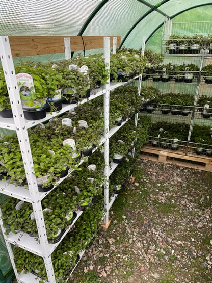 Golliwoog im Gewächshaus