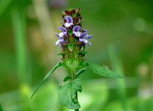 Gewöhnliche Braunelle