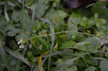 Gewöhnliches Hirtentäschel