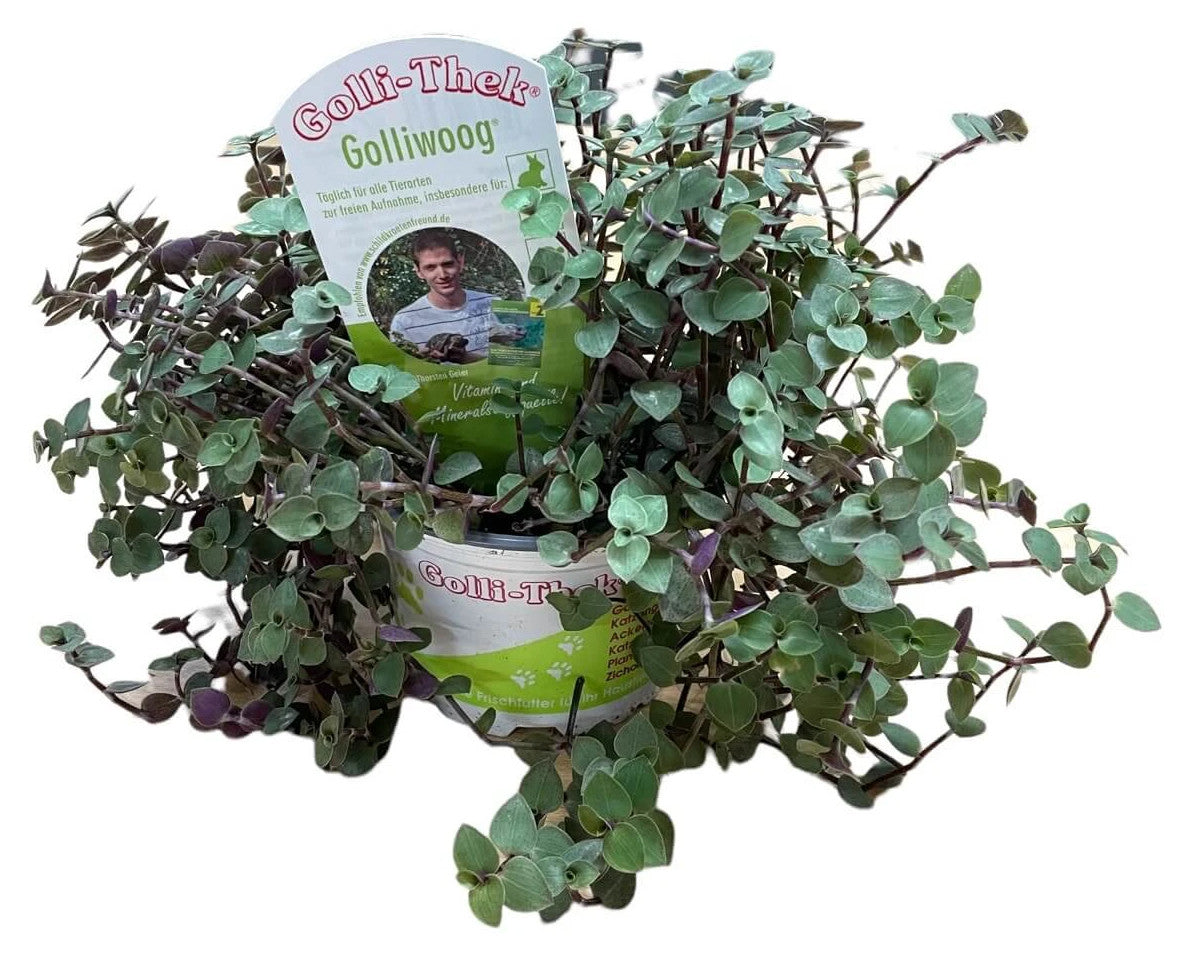 Golli-Thek Golliwoog