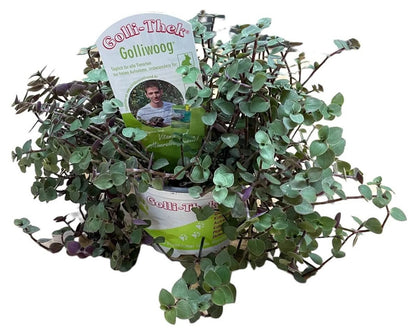 Golli-Thek Golliwoog