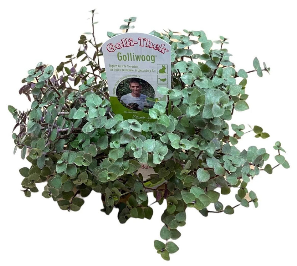 Golliwoog für Griechische Landschildkröten