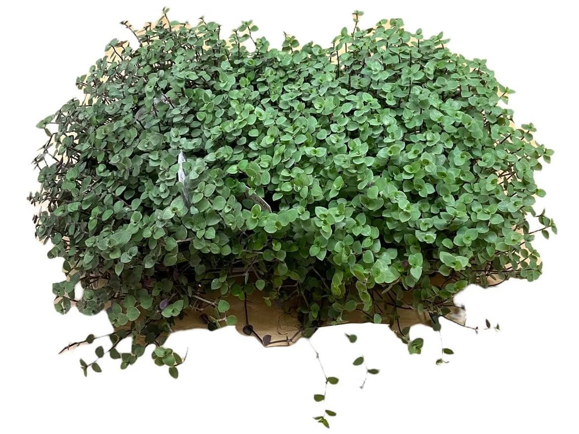 Golliwoog für Schildkröten