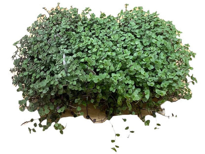 Golliwoog für Schildkröten